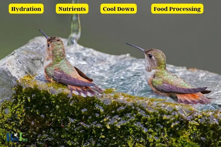 How Is Plain Water Helpful to Hummingbirds