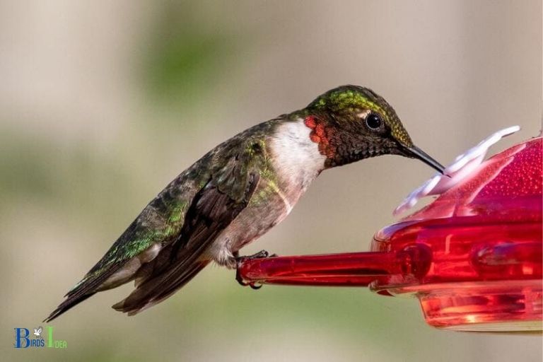 How Long Can Hummingbird Nectar Last in Ideal Conditions