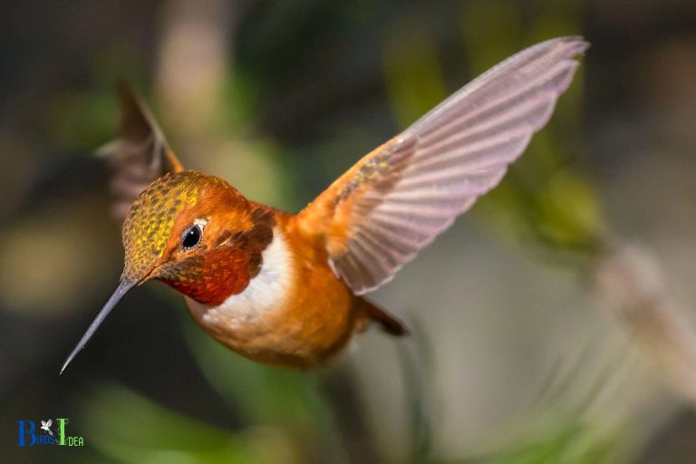 How Long Can Hummingbirds Remain Still