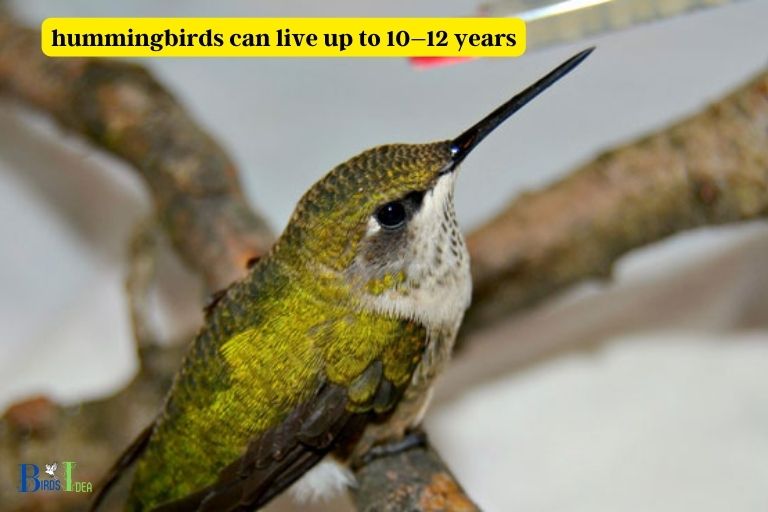 How Long Do Hummingbirds Live in Captivity