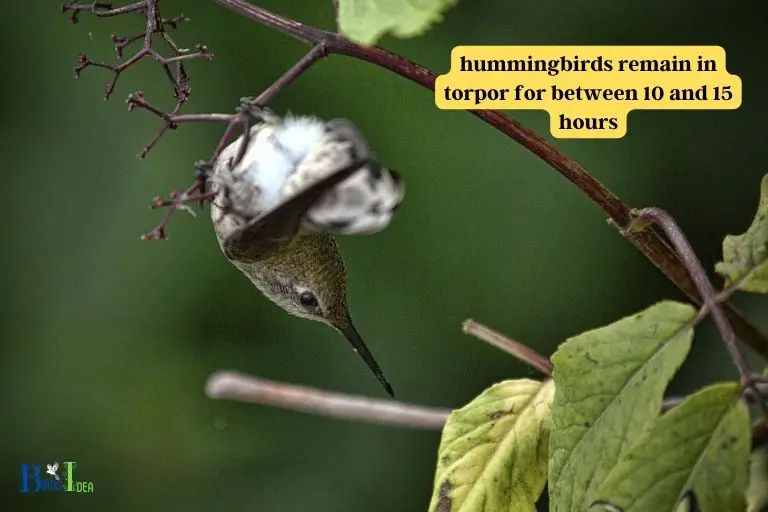 How Long Do Hummingbirds Stay in Torpor