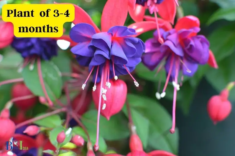 How Long Does Fuchsia Bloom for in a Year