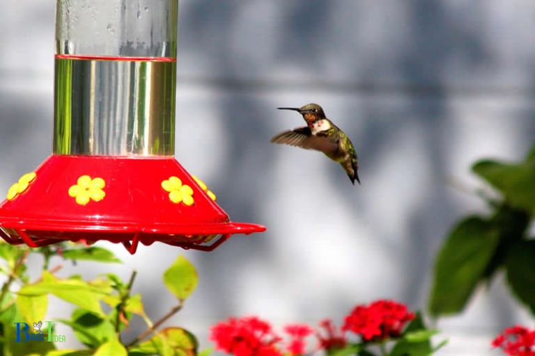 How Long Does Hummingbird Nectar Last