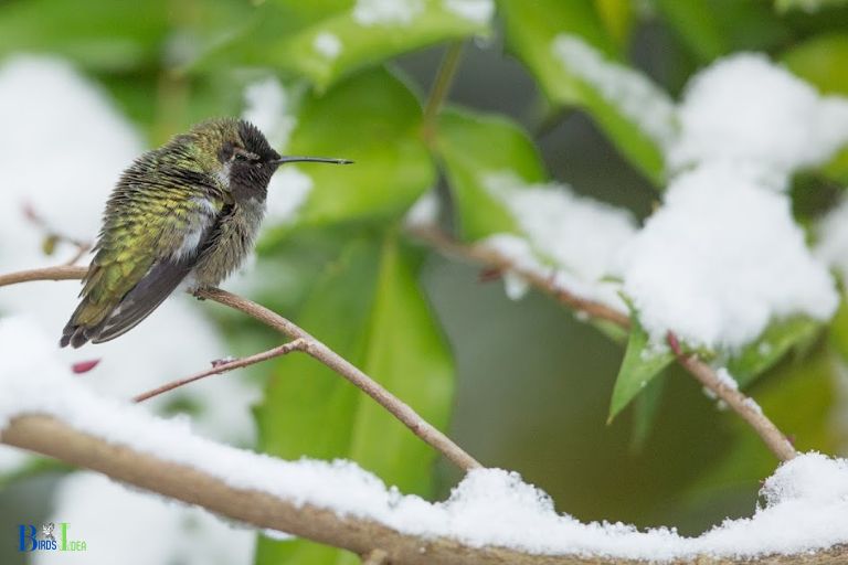 How Lower Temperatures Impact Hummingbirds