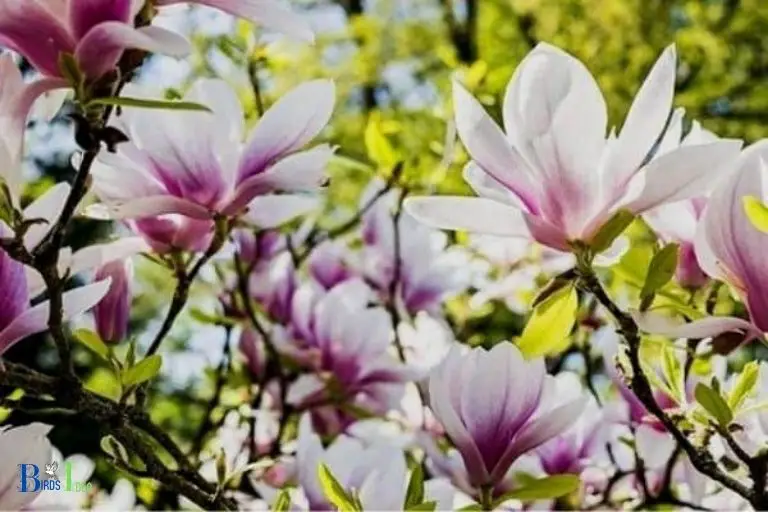 How Magnolia Trees Benefit from Hummingbirds