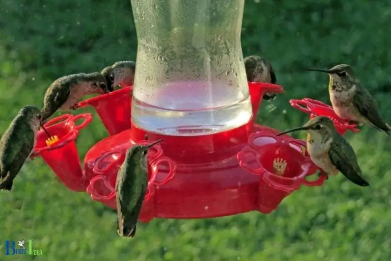 How Many Hummingbirds Do I Have - Birds Idea