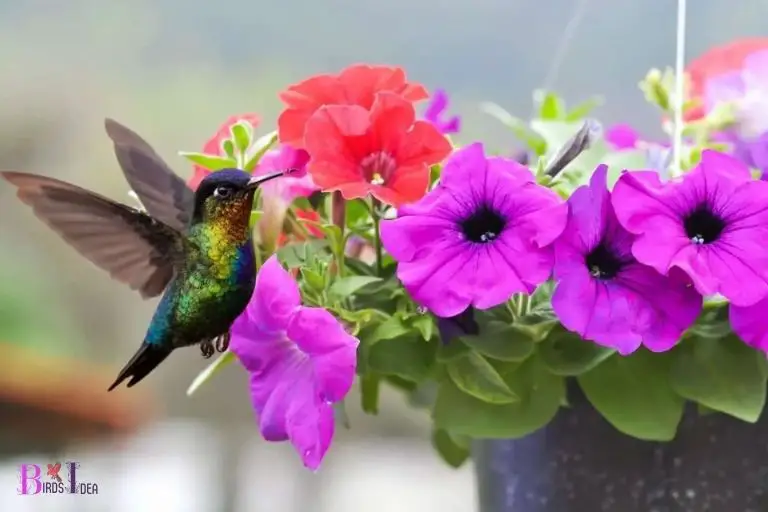 How Petunias Can Benefit Hummingbirds