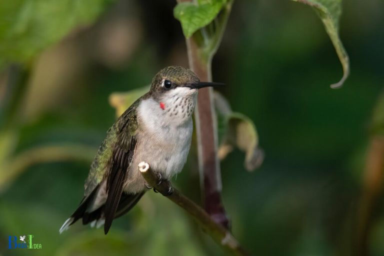 How These Adaptations Help Hummingbirds Survive Storms