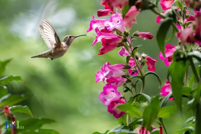 How is Angelonia a Popular Choice for Hummingbird Lovers