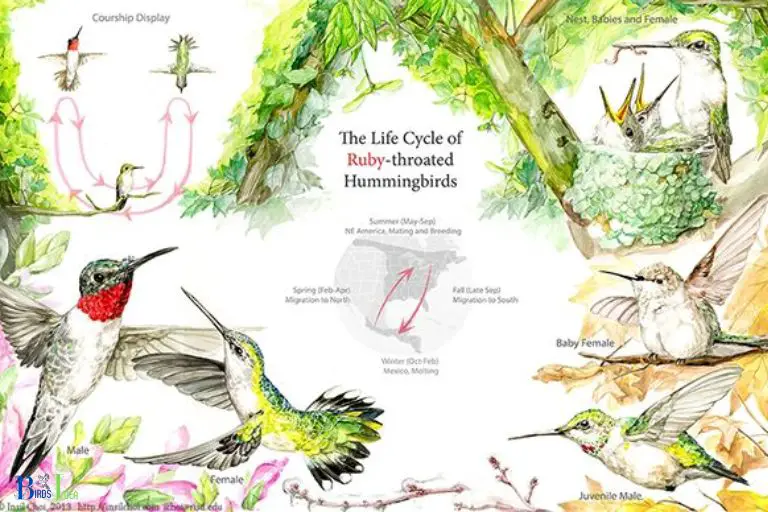 How to Appreciate the Natural Cycles of Hummingbirds