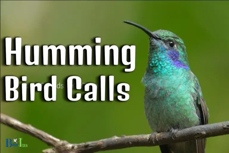 How to Call a Hummingbird