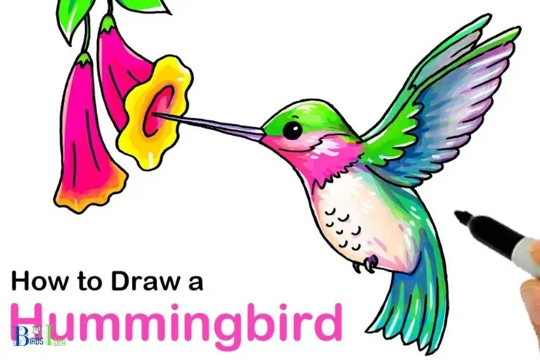 How to Draw in Hummingbird Species in Nebraska