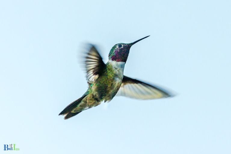 How to Get a Hummingbird Out of Your Skylight