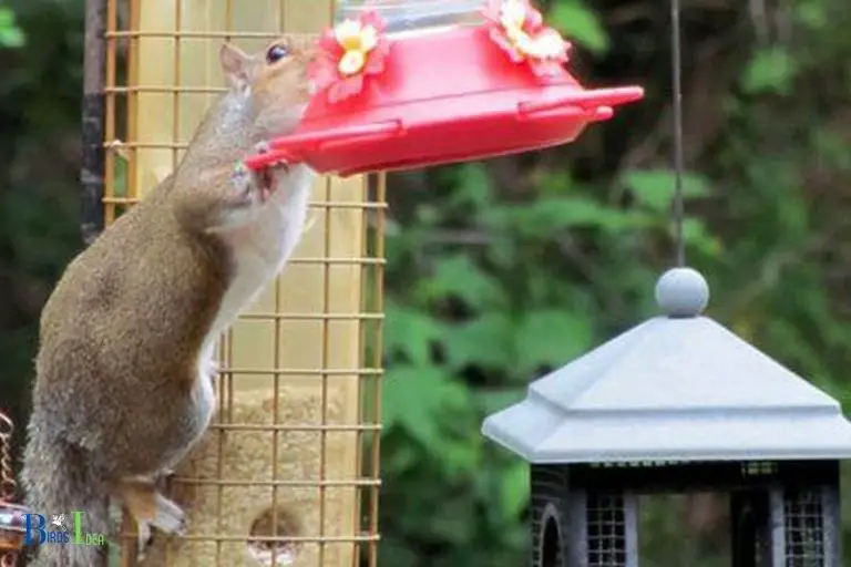How to Keep Squirrels Away from Hummingbird Feeders