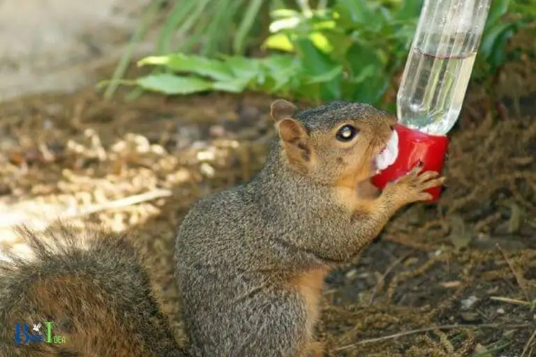 How to Keep Squirrels Out of Hummingbird Feeders