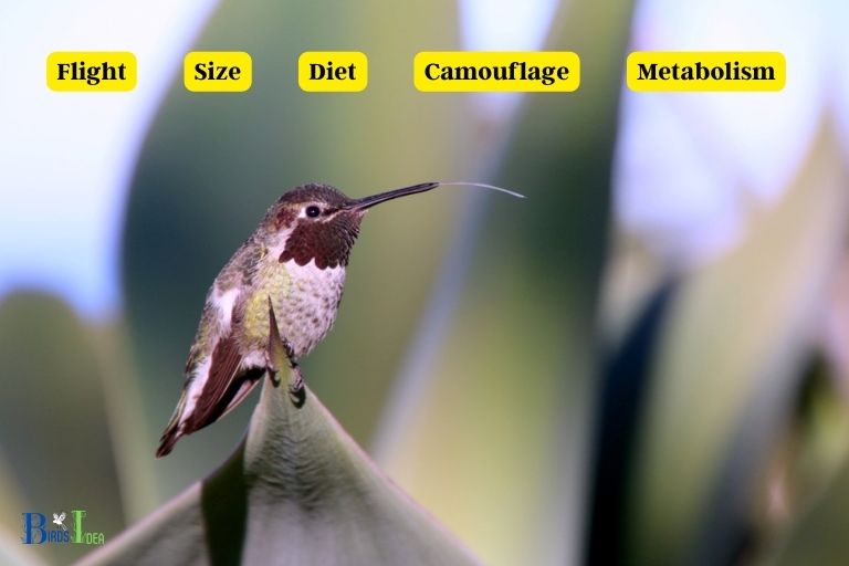 Hummingbird Adaptability