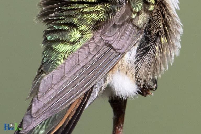 Hummingbird Adaptations That Help Them Survive Storms