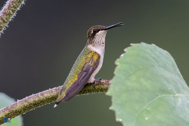 Hummingbird Behavior