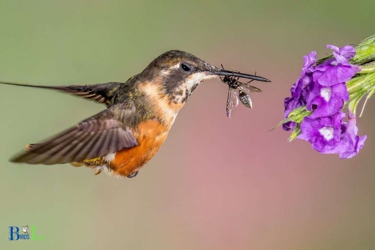Hummingbird Body Adaptations for Eating Insects and Nectar