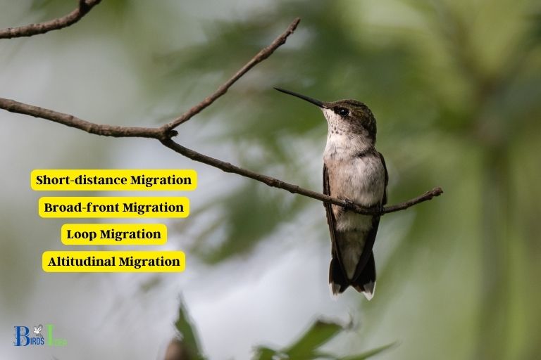 Hummingbird Migration Strategies