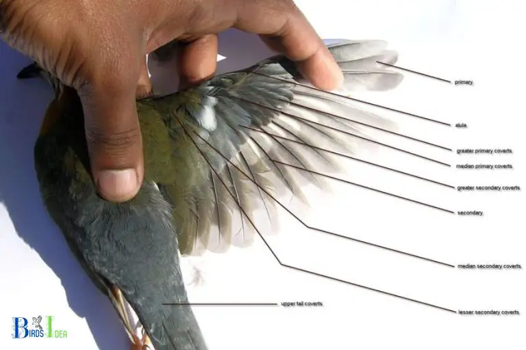 Hummingbird Wing Span and Wing Efficiency