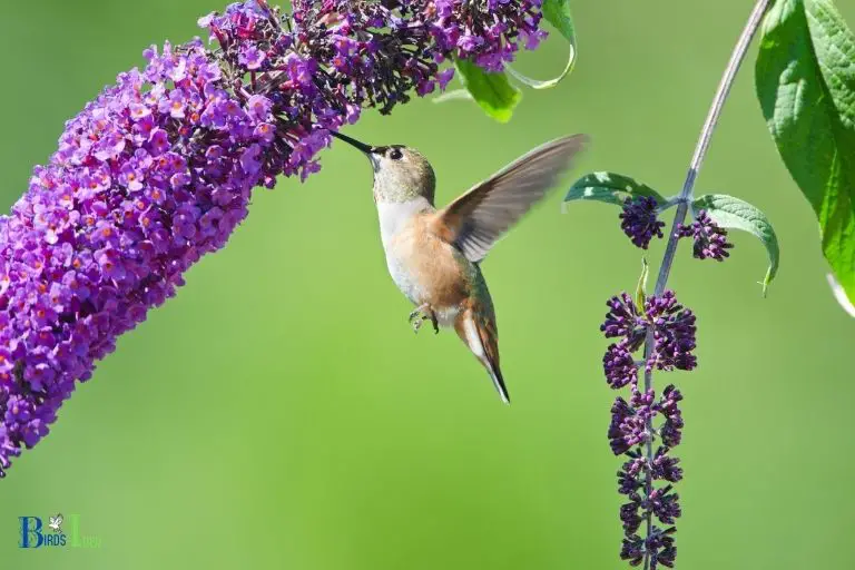 Hummingbirds Dependency on Nectar Rich Plants
