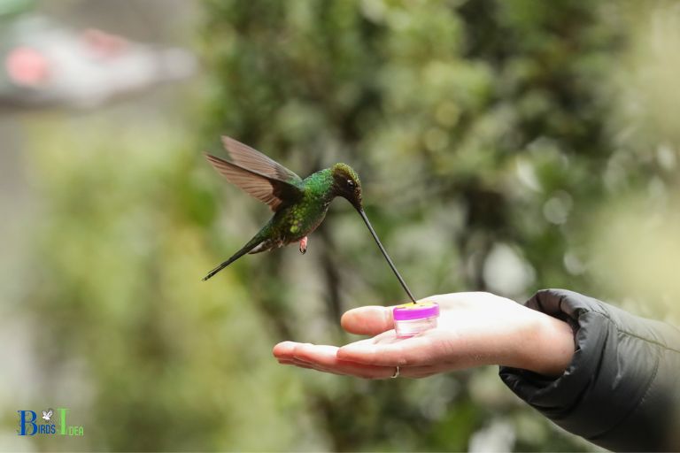 Hummingbirds Feeding Habits