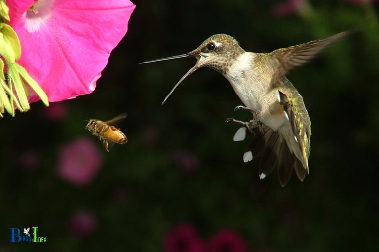 Hummingbirds feed primarily on flower nectar and small insects