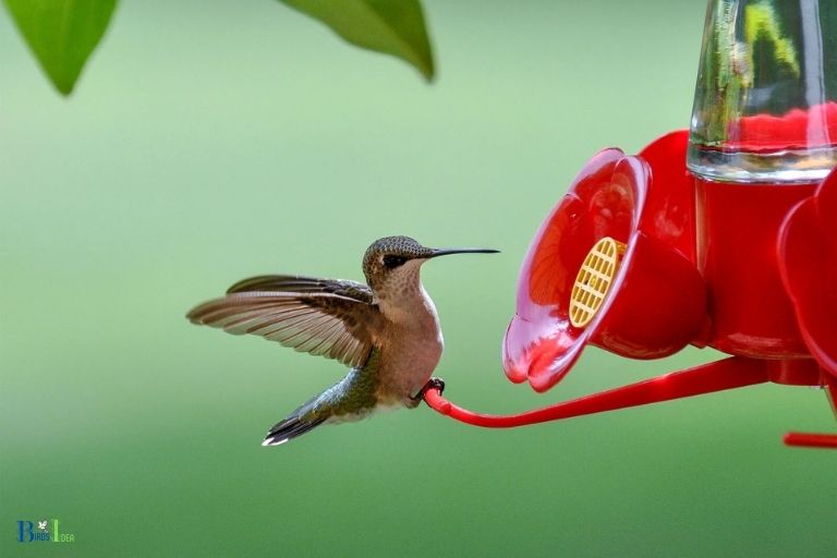 Hunting Behavior as a Reason for a Hummingbird Sitting on a Feeder