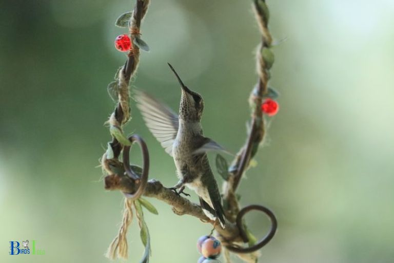 Ideal Spot for Hanging a Hummingbird Swing