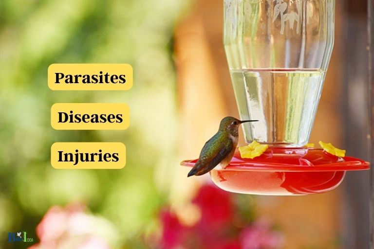 Illness as a Reason for a Hummingbird Sitting on a Feeder