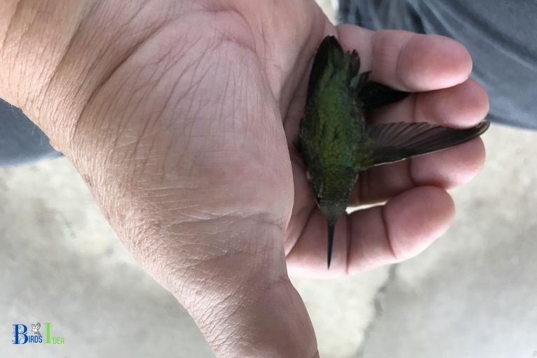 Introduction to Hummingbird Longevity in Captivity