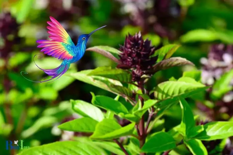 Is Basil a Good Plant for Attracting and Feeding Hummingbirds