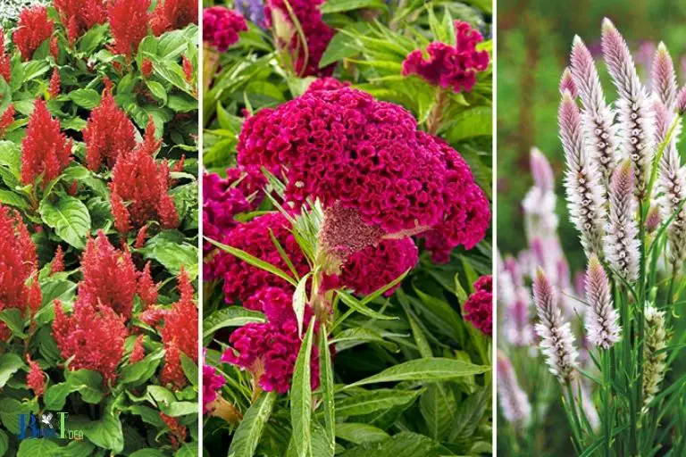 Is Celosia a Good Flower to Attract Hummingbirds