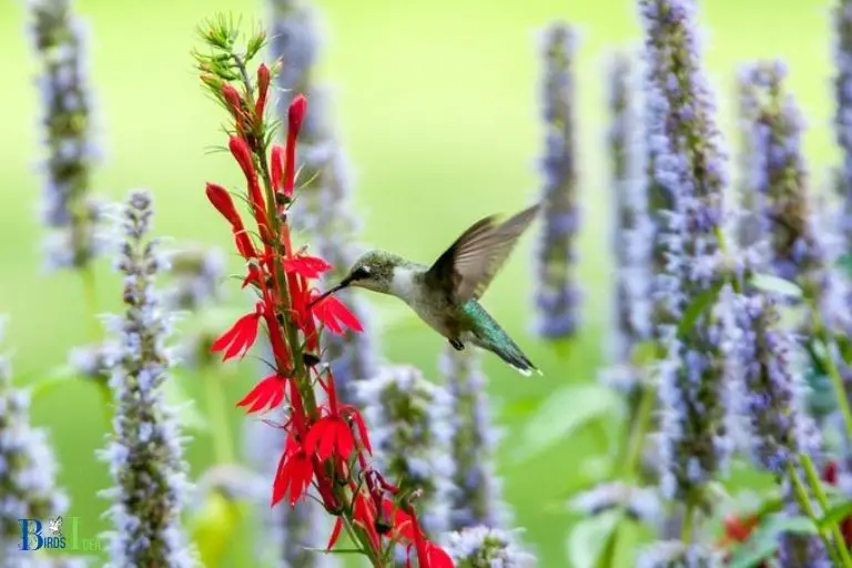 Is Hummingbird Mint Deer Resistant