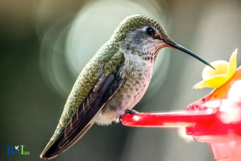 Is Hummingbird Nectar Safe to Use