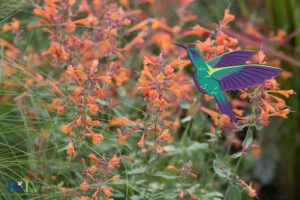 Is Tango Hummingbird Mint Invasive: Yes, Explore!