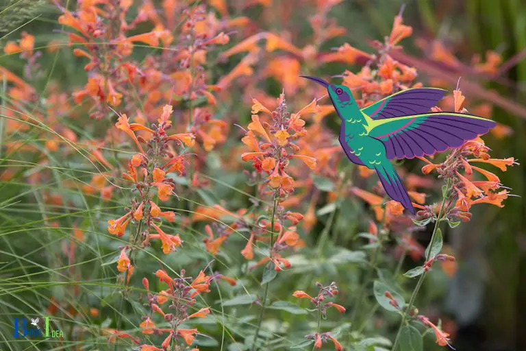 Is Tango Hummingbird Mint Invasive