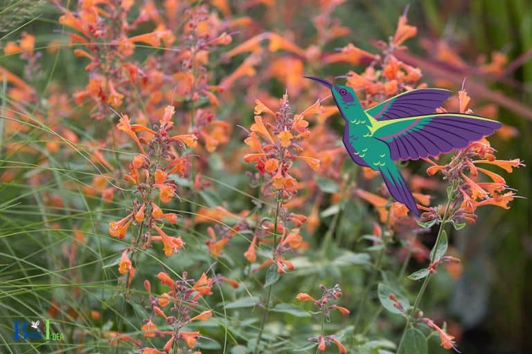 Is Tango Hummingbird Mint Invasive