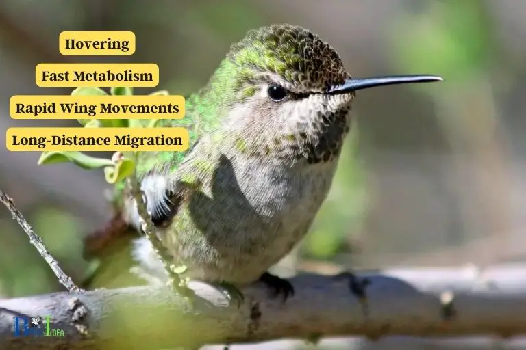 Is This Behavior Unique to Hummingbirds