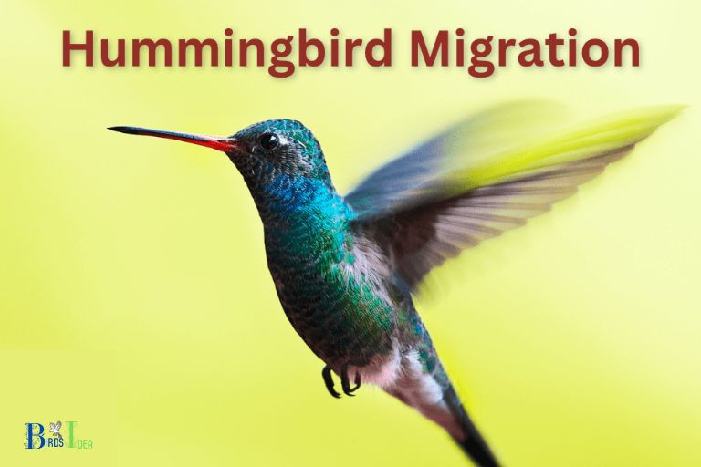 Migration Patterns of Oregon Hummingbirds