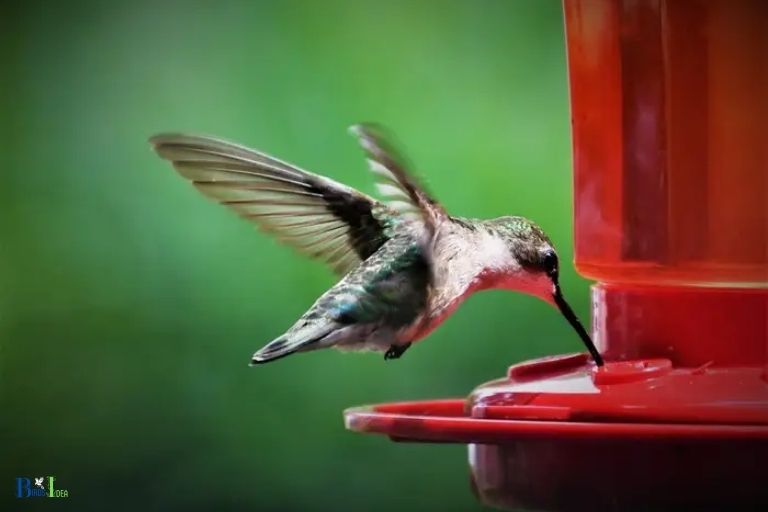 Nature of Hummingbirds and Reasons For a Hummingbird Sitting On a Feeder