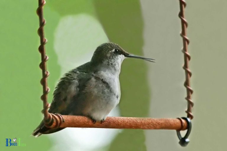Necessary Requirements for Hanging a Hummingbird Swing