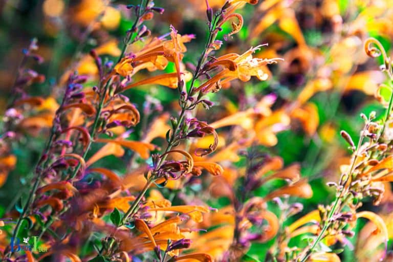 Origin and Distribution of Tango Hummingbird Mint