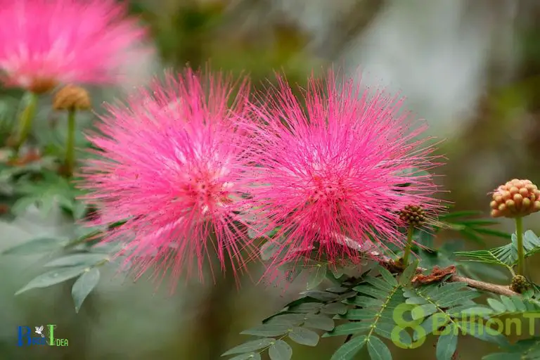 Other Benefits of a Mimosa Tree