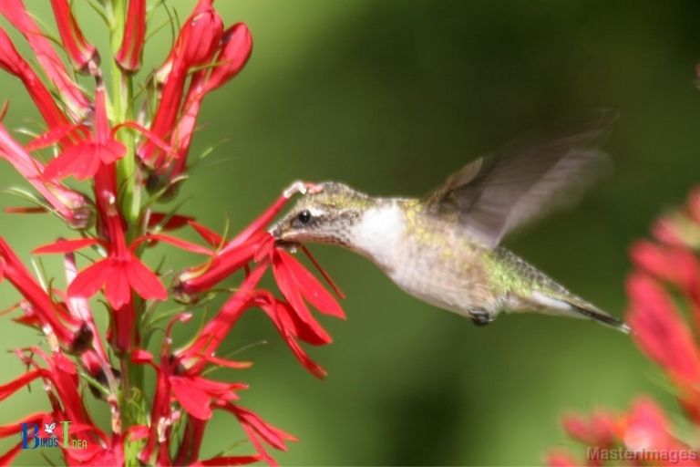 Other Ways to Increase a Hummingbirds Energy