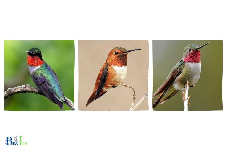 Overview of Hummingbird Species in Nebraska