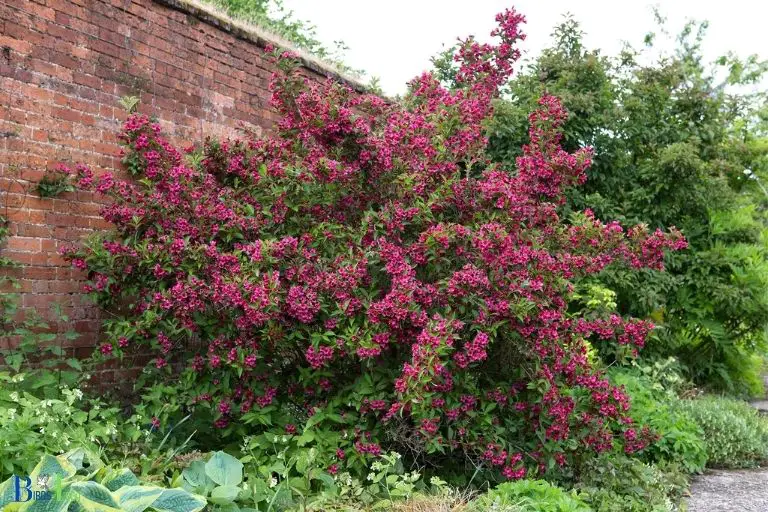 Overview of Weigela Plants