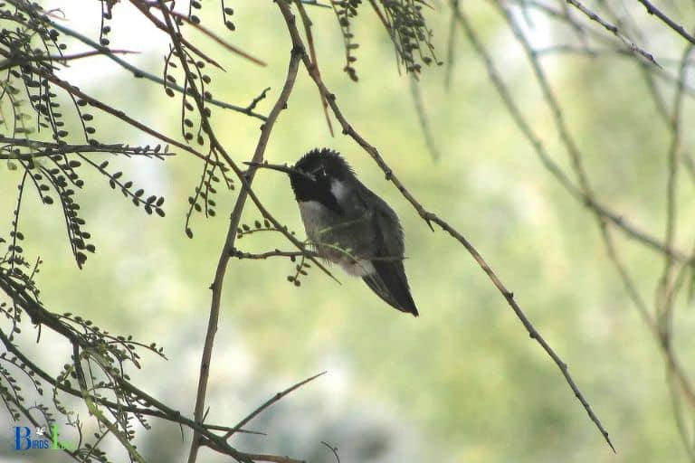 Places Hummingbirds Seek Out During Storms