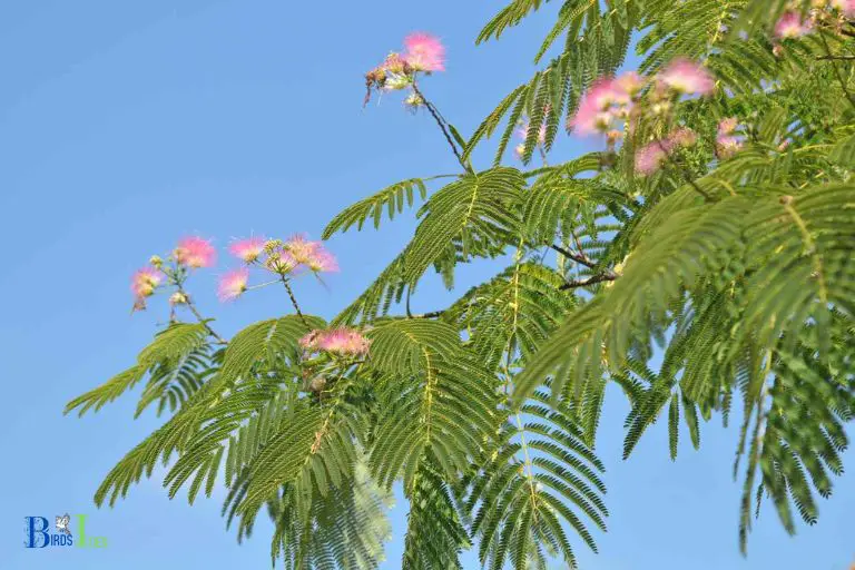 Popularity of Mimosa Tree for Hummingbird Gardens